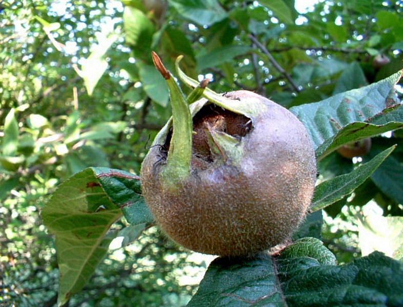 Frutti e bacche